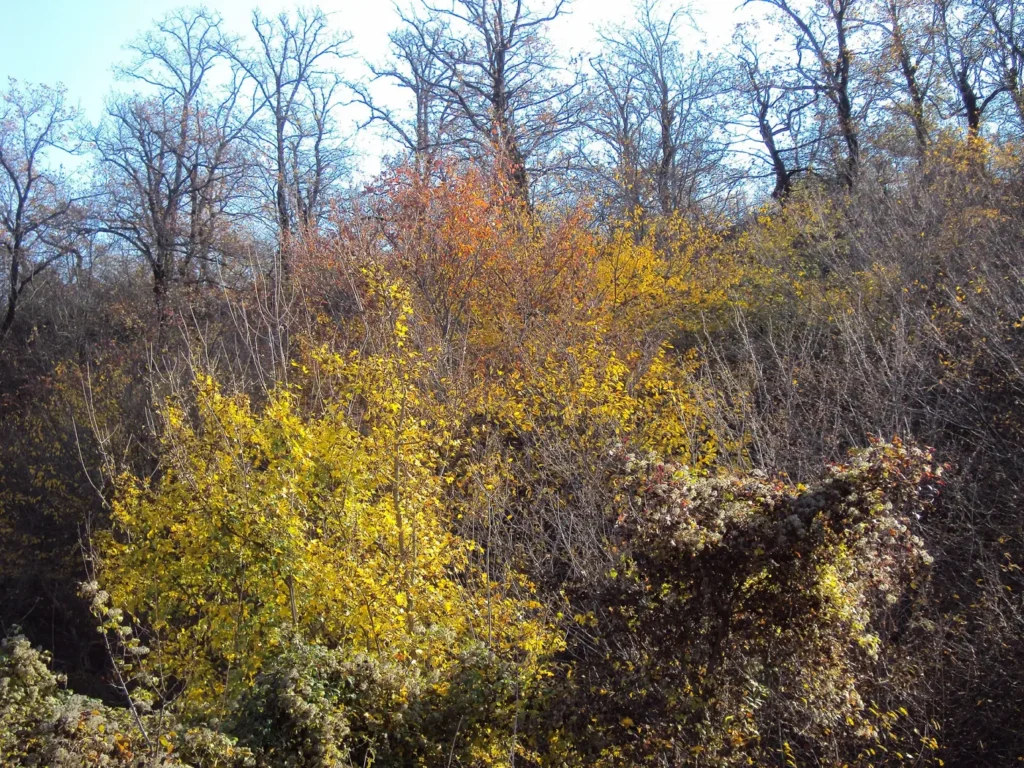 Autumn colour on the slopes near Qusar in northern Azerbaijan
