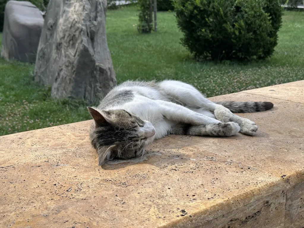Cat asleep on a stone ledge in a park beside the Old City of Baku