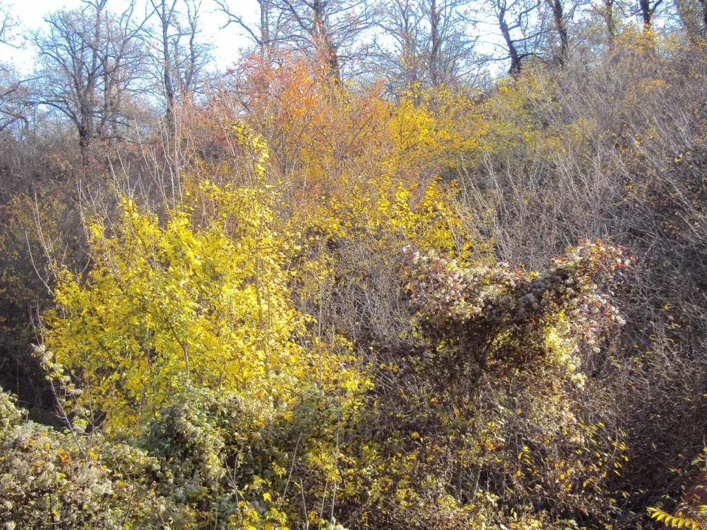 Autumn scrub on the hillsides near Qusar in northern Azerbaijan